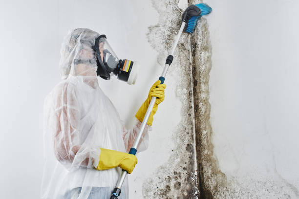 Hauppauge, NY Mold Removal & Remediation Company